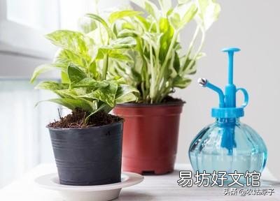 绿萝冬天能扦插吗?