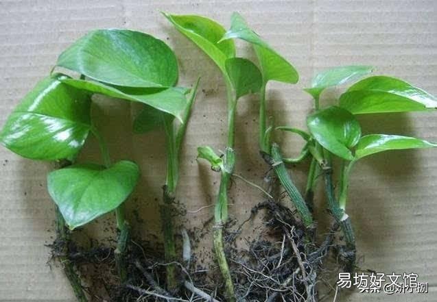 绿萝冬天能扦插吗?