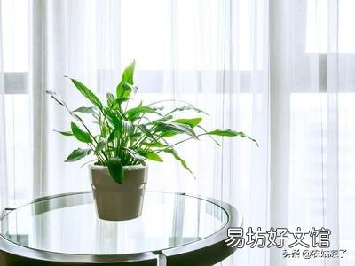 绿萝冬天能扦插吗?