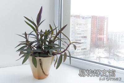 紫竹梅怎么打理?