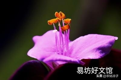 紫竹梅怎么打理?