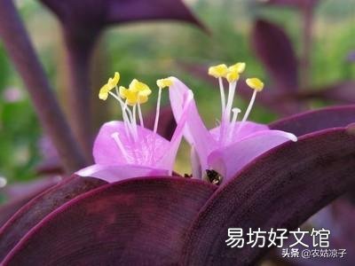 紫竹梅怎么打理?