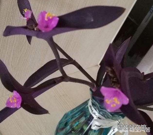 紫竹梅怎么打理?