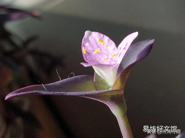 紫竹梅怎么打理?