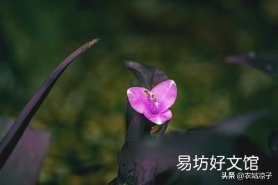 紫竹梅怎么打理?