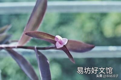 紫竹梅怎么打理?