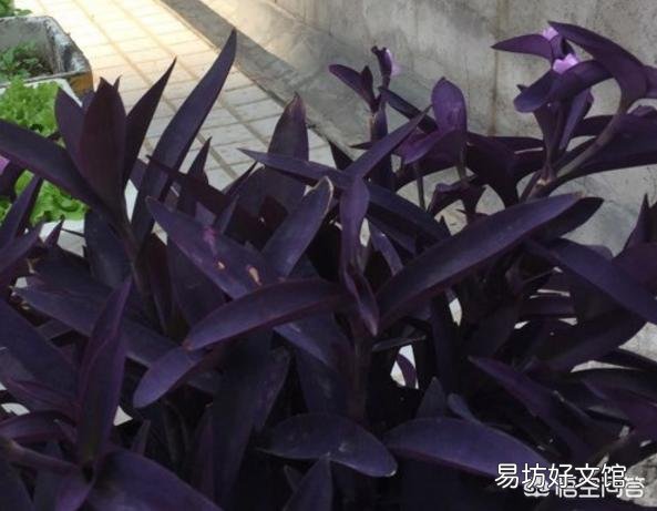 紫竹梅怎么打理?