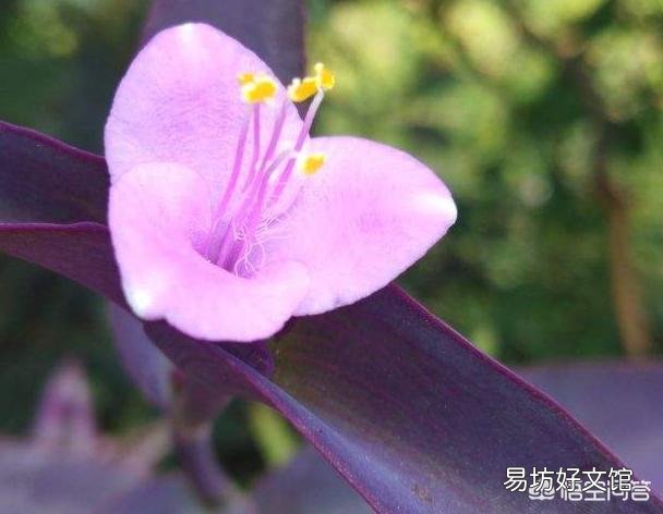 紫竹梅怎么打理?