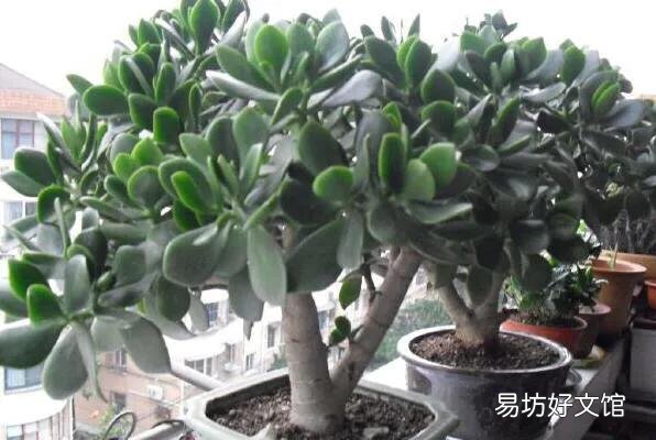 玉树没有根怎么过冬？