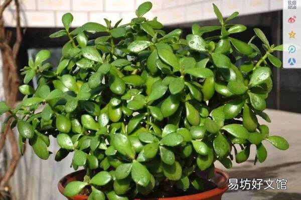 玉树没有根怎么过冬？