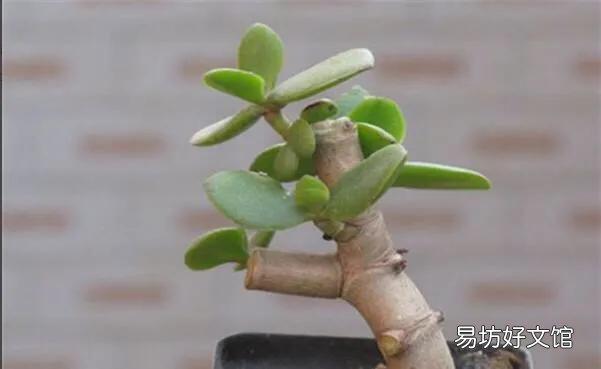 玉树没有根怎么过冬？