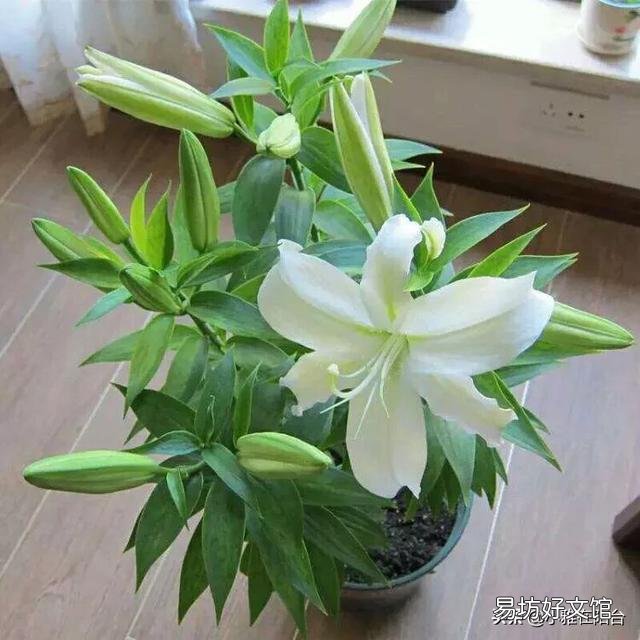 室内冬天可以种百合吗?几月份种最好?