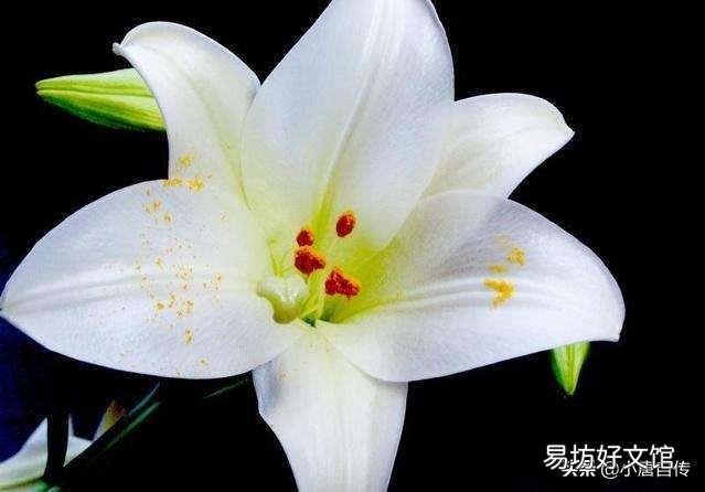 室内冬天可以种百合吗?几月份种最好?