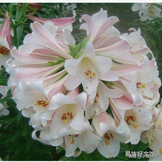 室内冬天可以种百合吗?几月份种最好?