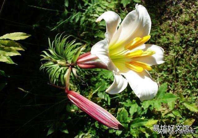 室内冬天可以种百合吗?几月份种最好?