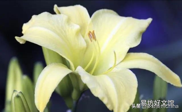 室内冬天可以种百合吗?几月份种最好?
