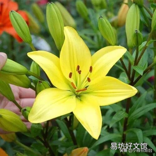 室内冬天可以种百合吗?几月份种最好?