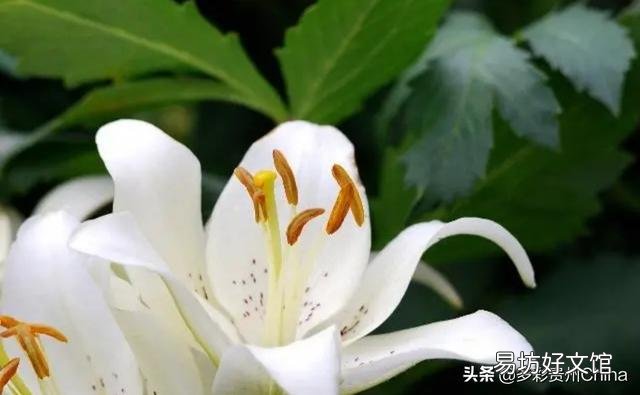 室内冬天可以种百合吗?几月份种最好?