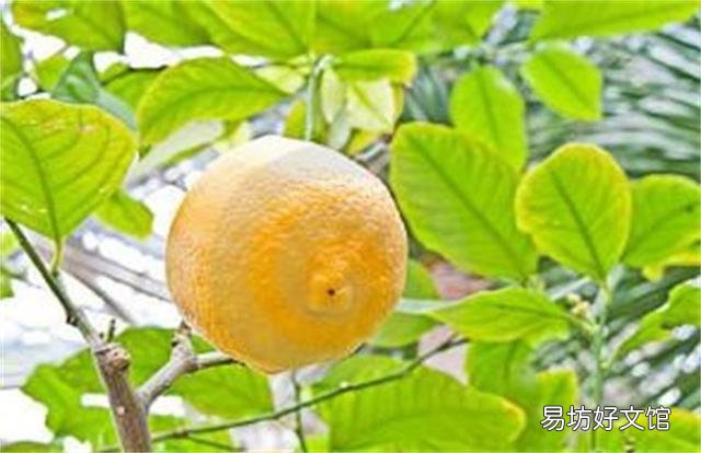 万能的头条,家里的柠檬树怎么才能养得好?