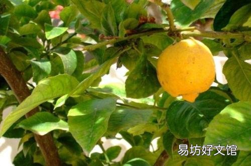 万能的头条,家里的柠檬树怎么才能养得好?