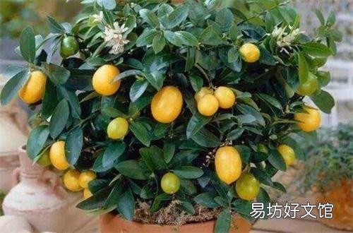 万能的头条,家里的柠檬树怎么才能养得好?
