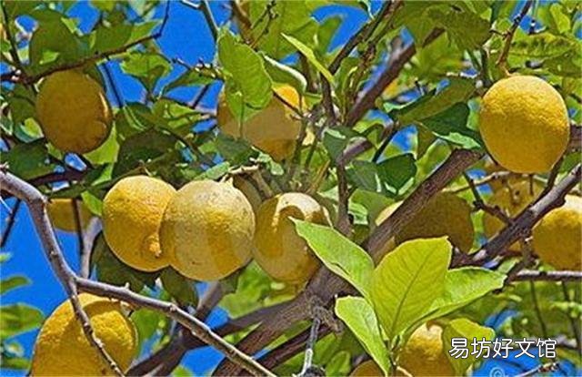 万能的头条,家里的柠檬树怎么才能养得好?
