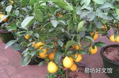 万能的头条,家里的柠檬树怎么才能养得好?