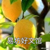 万能的头条,家里的柠檬树怎么才能养得好?