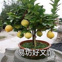 万能的头条,家里的柠檬树怎么才能养得好?