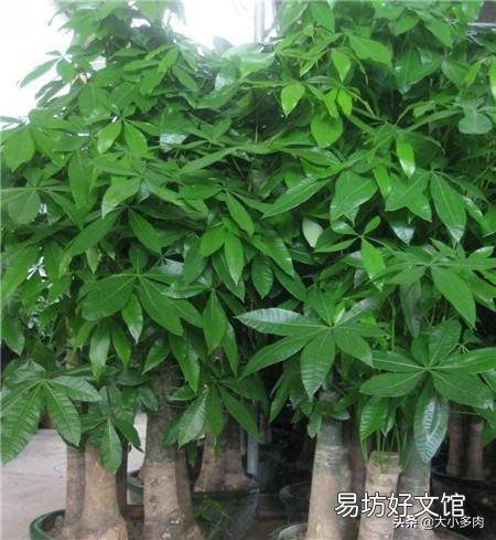 买回来的发财树叶子很小,为什么在我家新叶子那么大?