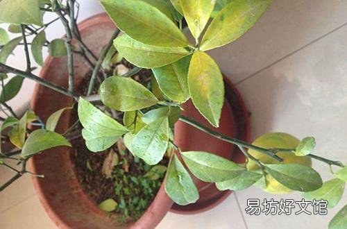 万能的头条,家里的柠檬树怎么才能养得好?
