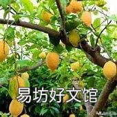 万能的头条,家里的柠檬树怎么才能养得好?