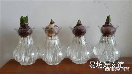 风信子怎么养?什么时候开花?