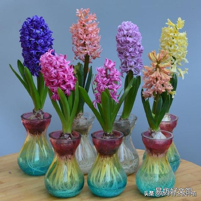 风信子怎么养?什么时候开花?