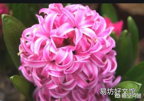 风信子怎么养?什么时候开花?