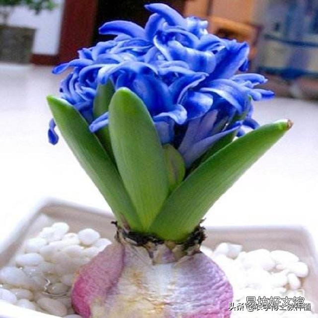 风信子怎么养?什么时候开花?
