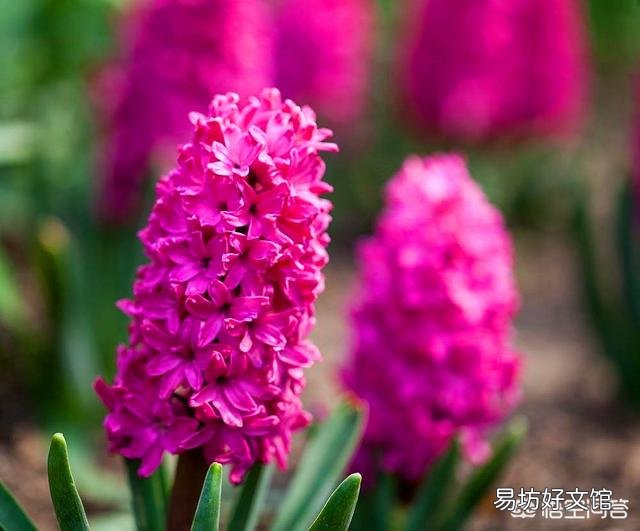 风信子怎么养?什么时候开花?