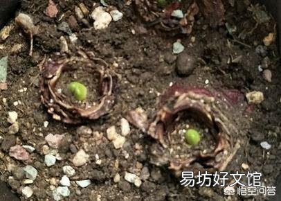 风信子怎么养?什么时候开花?