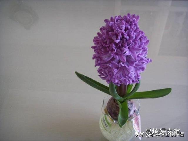 风信子怎么养?什么时候开花?