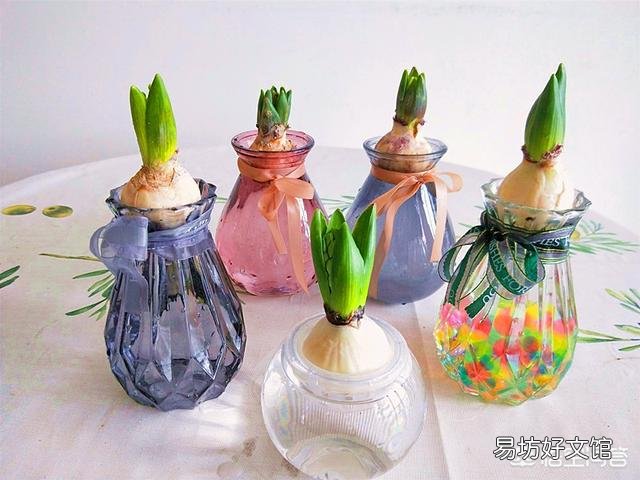 风信子怎么养?什么时候开花?