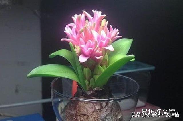 风信子怎么养?什么时候开花?