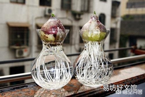 风信子怎么养?什么时候开花?