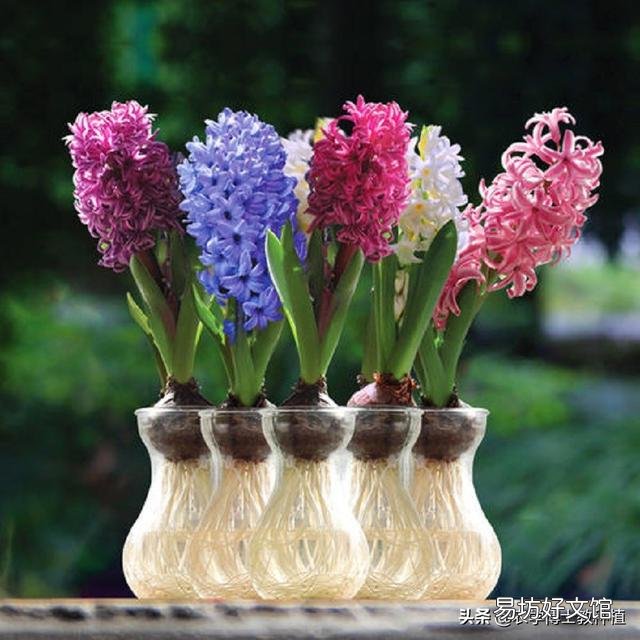 风信子怎么养?什么时候开花?