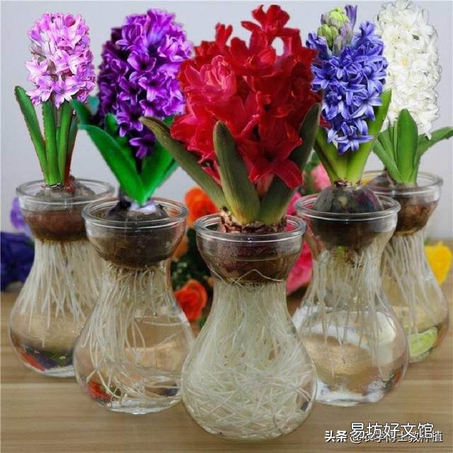 风信子怎么养?什么时候开花?