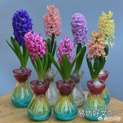 风信子怎么养?什么时候开花?