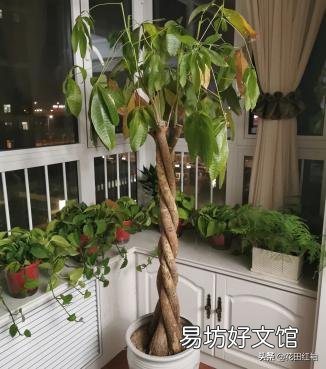 发财树真的养不了啦,谁能告诉如何养活它?