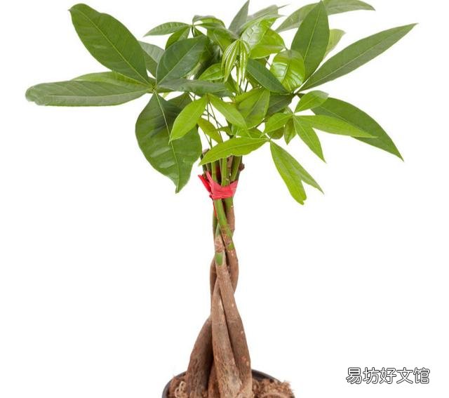 发财树真的养不了啦,谁能告诉如何养活它?