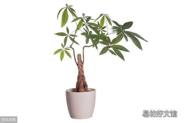 发财树真的养不了啦,谁能告诉如何养活它?