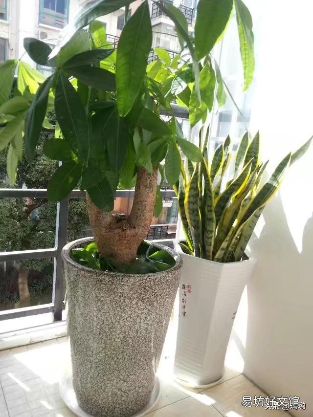 发财树真的养不了啦,谁能告诉如何养活它?