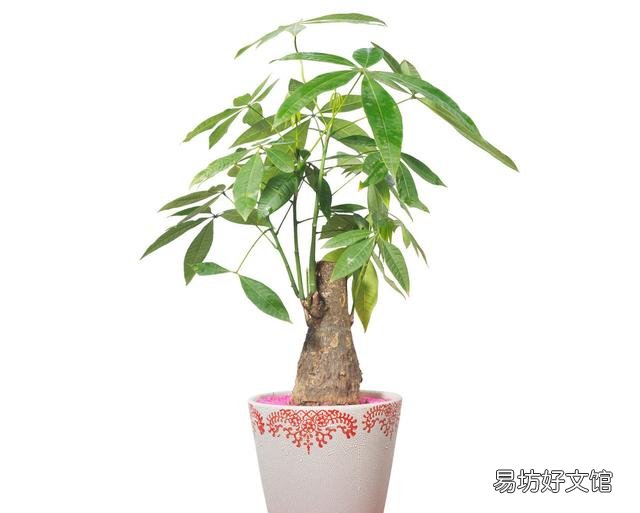 发财树真的养不了啦,谁能告诉如何养活它?